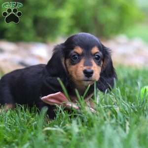 Barbie, Dachshund Puppy